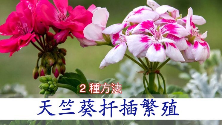 拿去花能提现吗？看这里揭秘