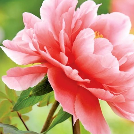花呗转现