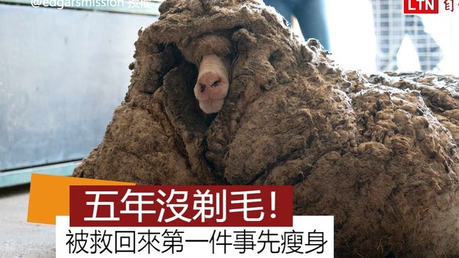 羊小咩钱包怎么不见了