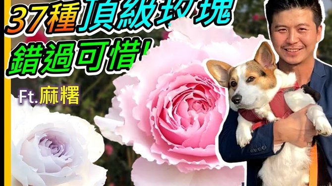 花呗快速套出现金