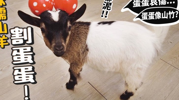 羊小咩享花卡额度使用全解析