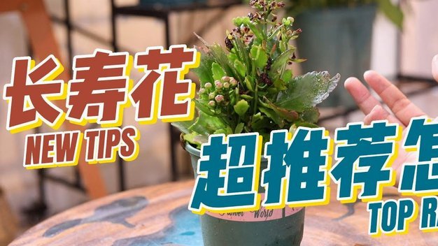 花呗提现手续费怎么收