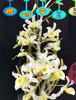 携程拿去花怎样提现