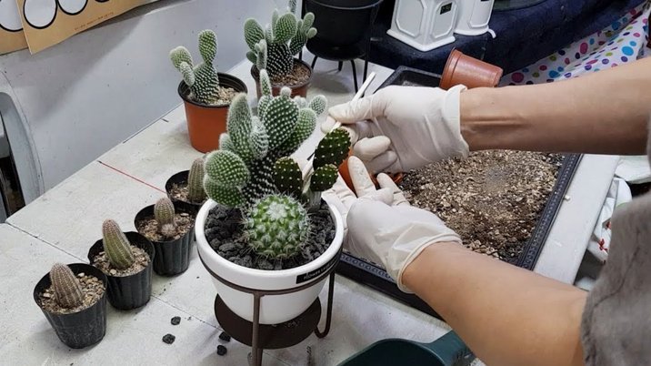 携程拿去花怎么取消
