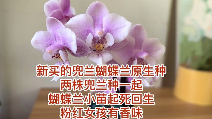 花呗套现的真相：风险与信用陷阱