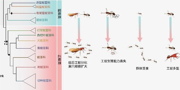 花呗模式下的隐性风险与用户陷阱