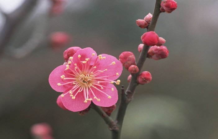 花呗秒到