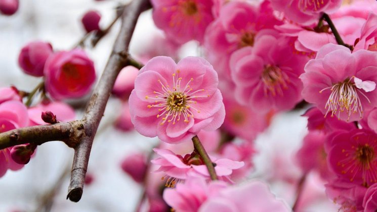 花呗秒到